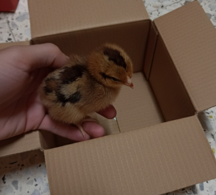baby chick rescued