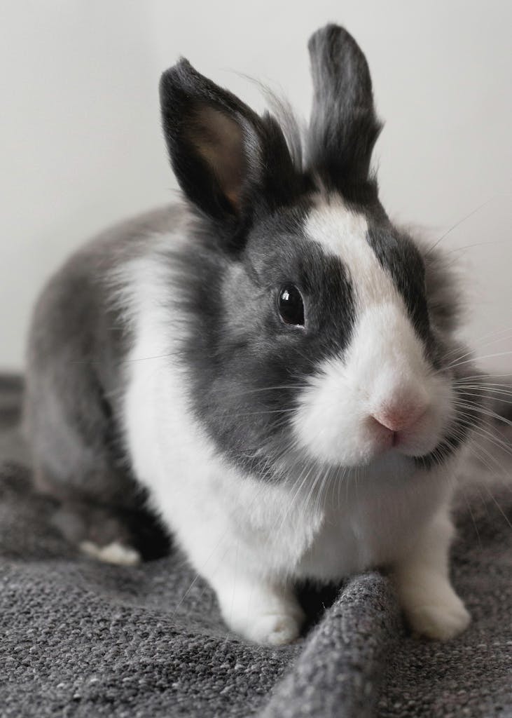Charming close-up of a black and white pet bunny sitting on a soft gray fabric.