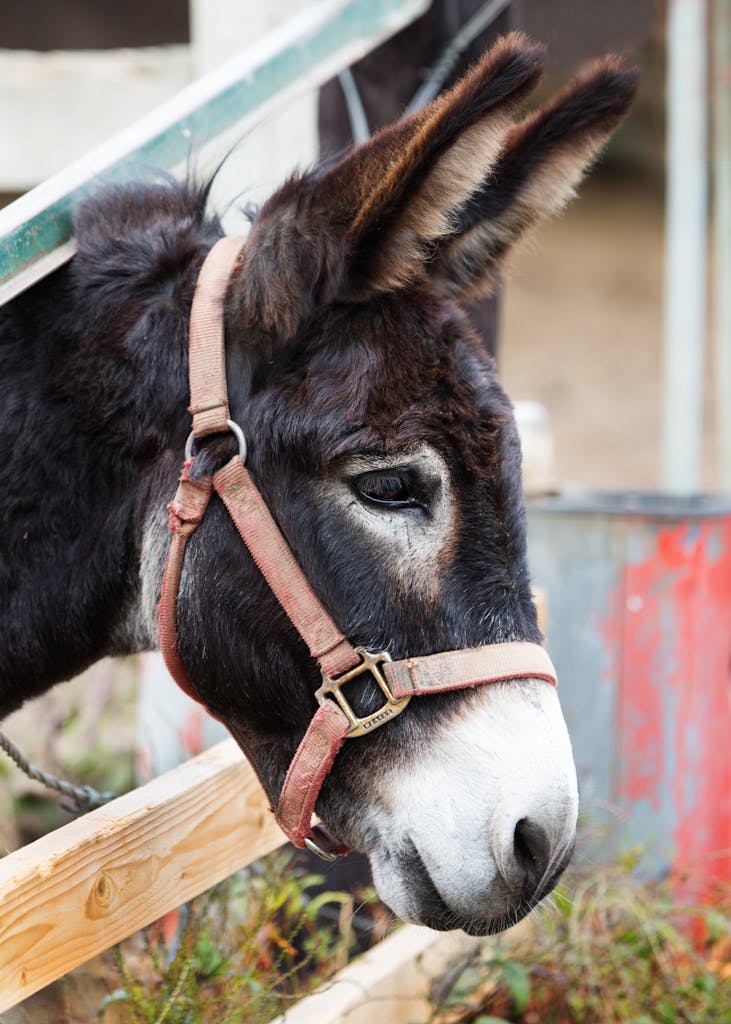 Charming close-up of a donkey in a rural farm setting, showcasing gentle features and natural setting.