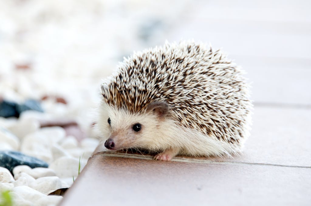 Close-up of a cute hedgehog with prickly spikes on a sunny outdoor setting.