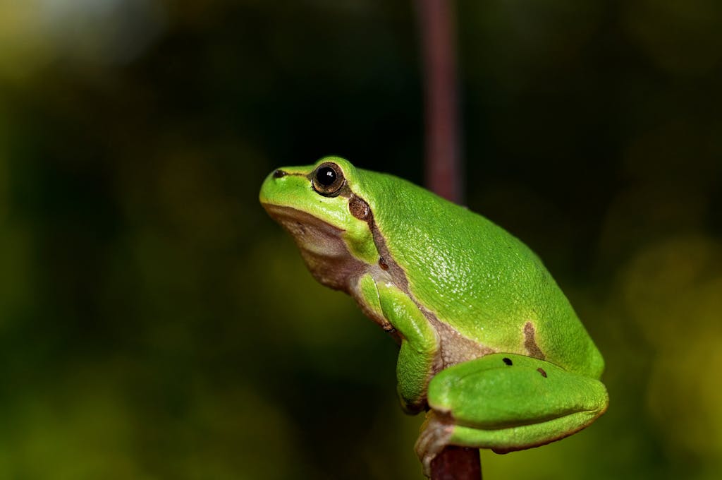 Close-up of a green frog sitting on a branch with blurred nature background.