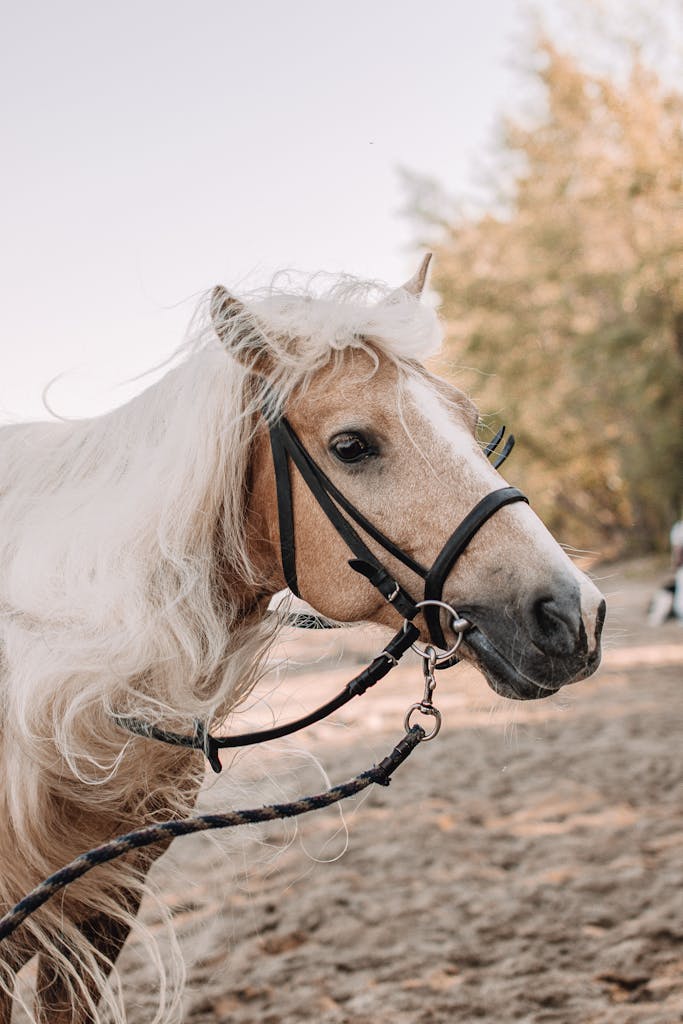 Close-up portrait of a brown horse with a white mane and bridle in a sunny outdoor setting.