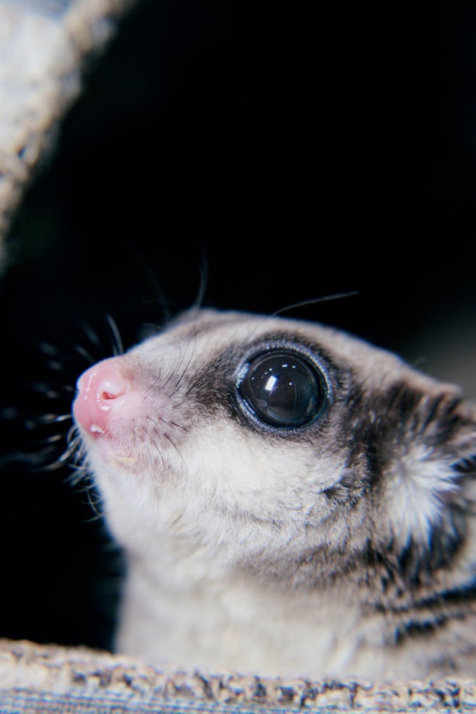 Detailed close-up of a curious and adorable sugar glider with big eyes.