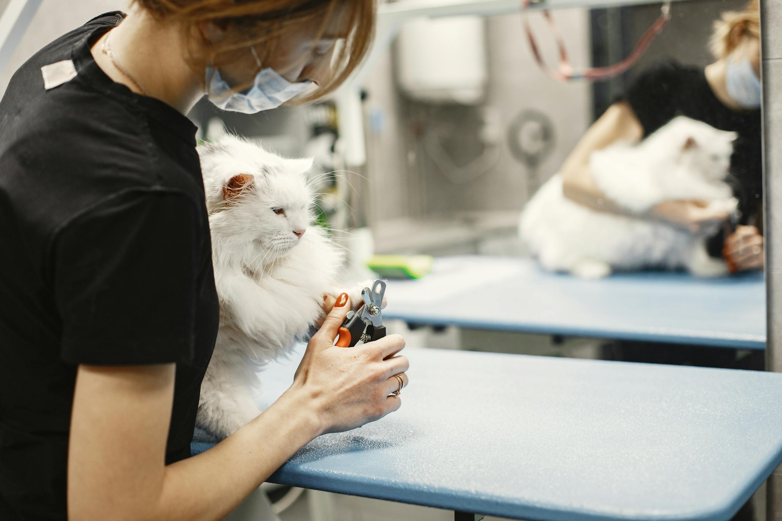 Woman trimming cat's nails at a veterinary clinic.