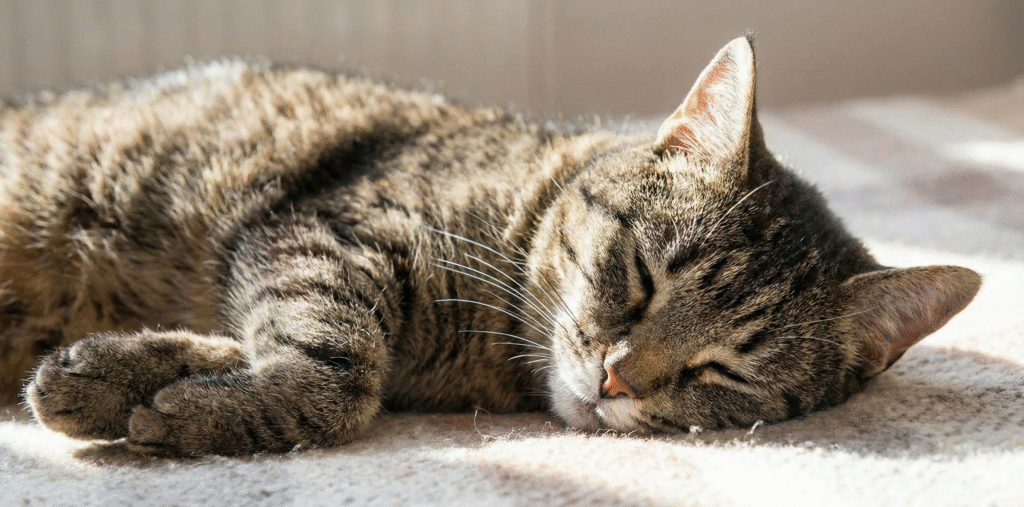 A closer look at Cats With Kidney Disease With Increased Drowsiness Symptoms