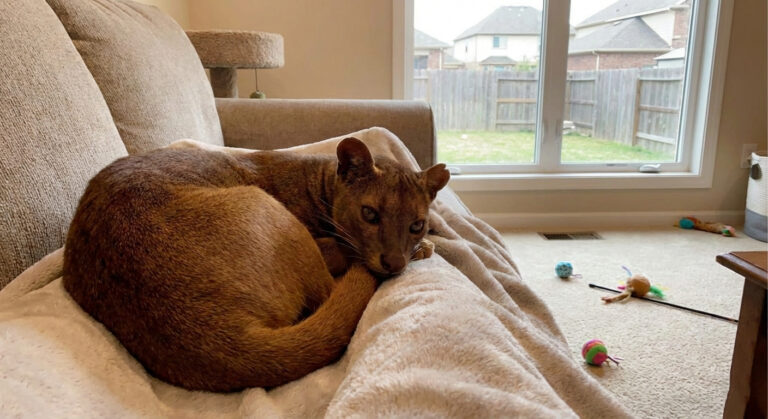 fossa as a pet at home