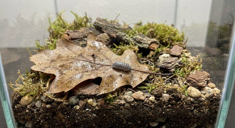 Isopod as a pet